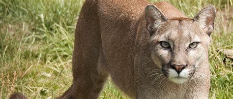Nebraska Game And Parks Tracks Mountain Lions The Wildlife Society