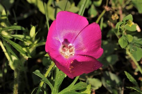Purple Poppy Mallow Wildflower Free Stock Photo Public Domain Pictures