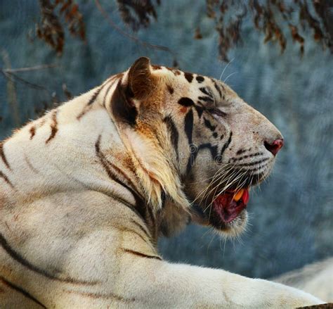 White Tiger Eating Stock Image Image Of Stripes South 6548165