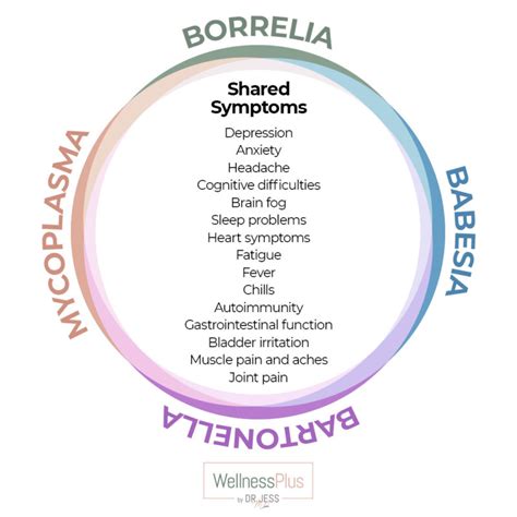 Lyme Coinfection Comparison Infographics What Your Symptoms Could Be