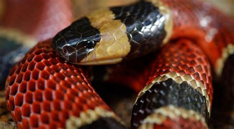 Serpientes Aprende A Cmo Identificarlas