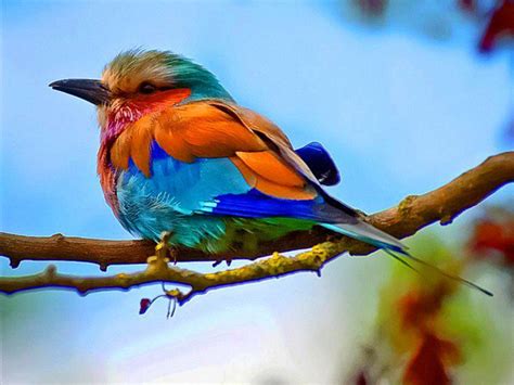 Пестрые птицы красивые фото и картинки Каталог Фото