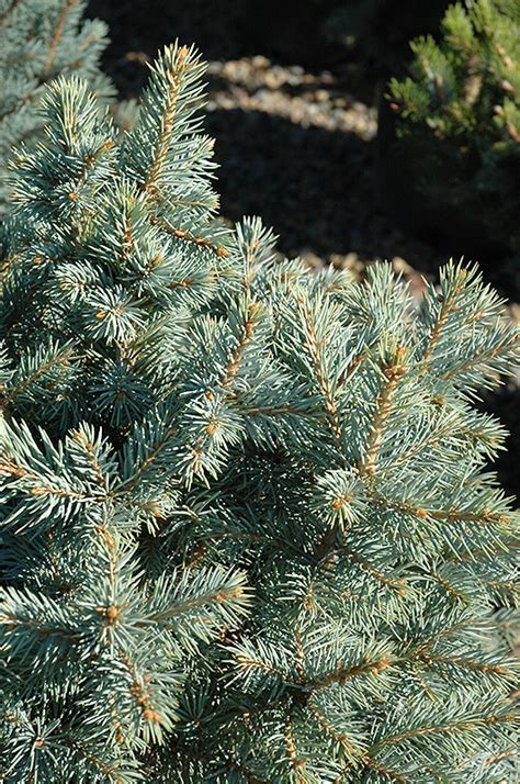 Sester Dwarf Blue Spruce Picea Pungens Sester Dwarf In Denver