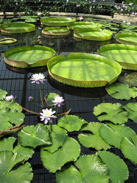 Pond Lily Pad Botanic Flower Botanical Kew Gardens 20 Inch By 30 Inch