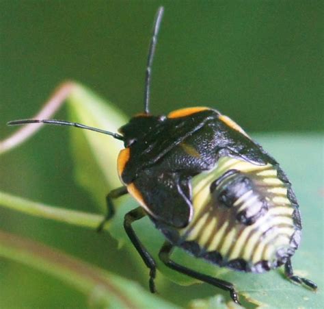 Maycintadamayantixibb Black Bug With Yellow Stripes On Back