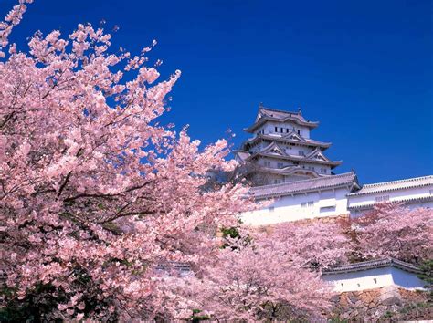 Himeji Sakura Tokyo Spring Flower Peoples Picnic Tree Nature