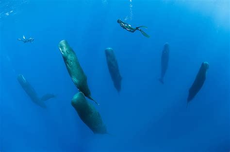 Synchronised Sleeping Caribbean Sea Grapher Pod Of Sperm Whales