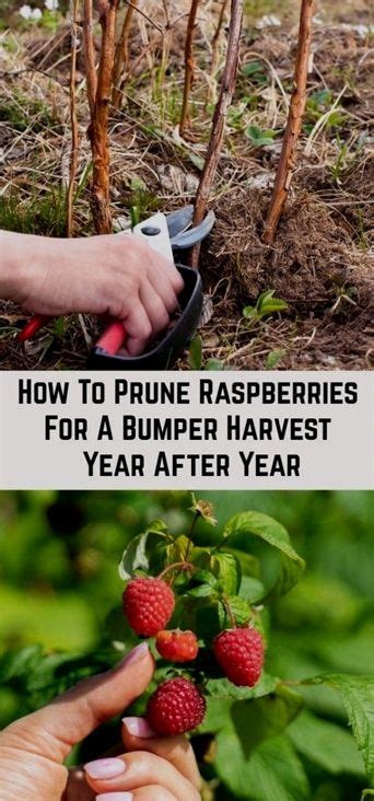 How To Prune Raspberries For A Bumper Harvest Year After Year Veg