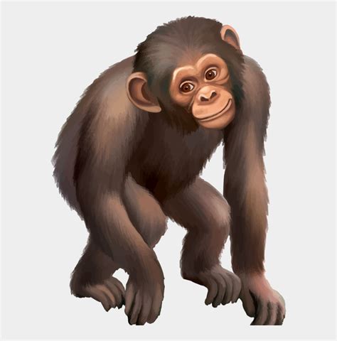 Mindteaser Clipart Chimpanzee Clipart Chimpanzé Cliparts And Cartoons