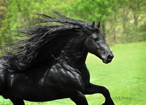 Black Is Beautiful 27 Stunning Animals With Melanism Most Beautiful