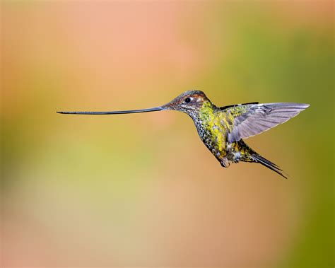 Selective Focus Photography Of Hummingbird Flyingh Hd Wallpaper