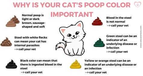 Causes Of Kitten Diarrhea And When Its Better To Call A Vet Vetcarenews