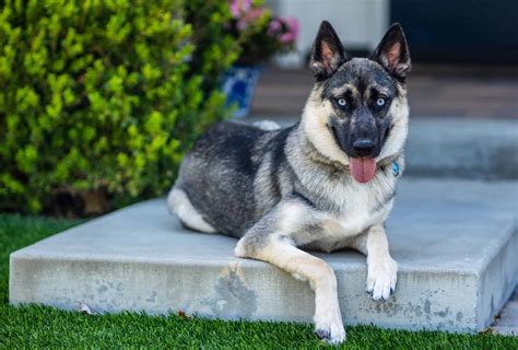 9 Things To Know Before Getting A German Shepherd Husky Mix Pawleaks