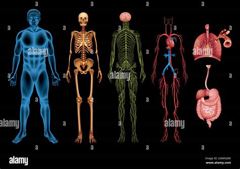 Human Body Systems Stock Vector Image Art Alamy