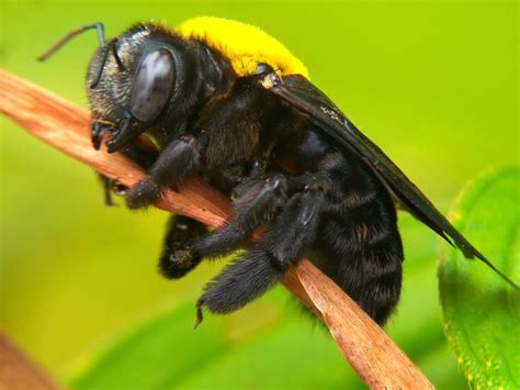 cât de gravă este o înțepătură de albină dulgher wasp removal toronto mont blanc