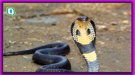 Drunk Man Claims King Cobra Died After Biting Him Twice Takes Snake To