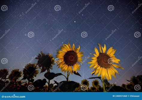 Close Up A Sunflower Under Night Sky Stock Photo Image Of Close