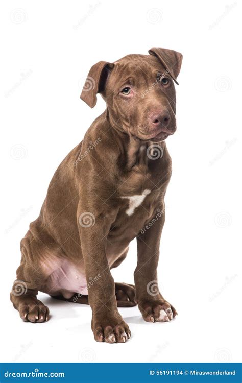 Cute Looking Sitting Pitbull Puppy Stock Photo