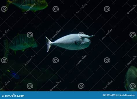 Unicorn Fish Stock Image Image Of Aquarium Alone Tropic 208169693