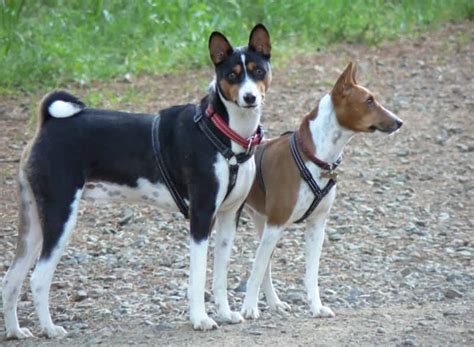 What sets these dogs apart in their hunting breed family is their keen eyesight and extraordinary sense of smell. 9 Incredible African Dog Breeds You Need To Meet - My Dog ...