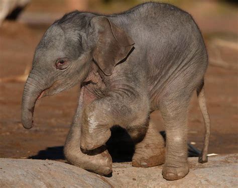 Baby Asian Elephant Cutest Baby Animals In The Animal Kingdom Ny