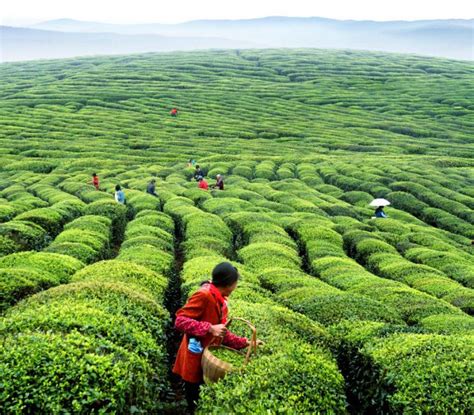 13 Day China Experience Of Tea China Tea Tours China Tour Packages
