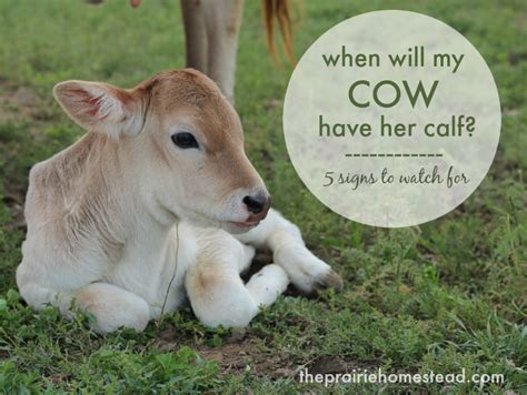 How Long Does A Cow Carry Calf Before Giving Birth All About Cow Photos