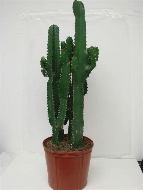 We did not find results for: 23 Gorgeous Indoor Cactus Plants Ideas to Beautify Your ...