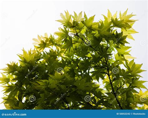 Green Leaves Of The Japanese Maple Acer Palmatum Stock Photo Image