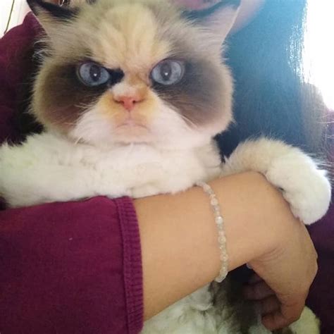 Meet The New Grumpy Cat That Looks Even Angrier Than Her Predecessor