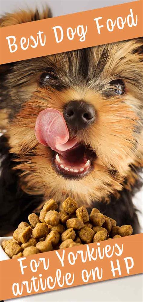 Whether you want to choose the best packaged food, whip up a healthy homemade meal, or just give your pup a tasty treat, it's important to understand your dog's nutritional needs and what foods are safe for yorkies. Best Dog Food For Yorkies - Tips and Reviews From Puppies ...