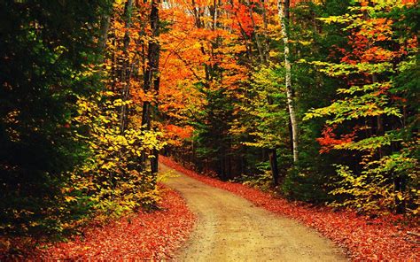 Hello September Word In Road Colorful Autumn Trees Forest Background Hd