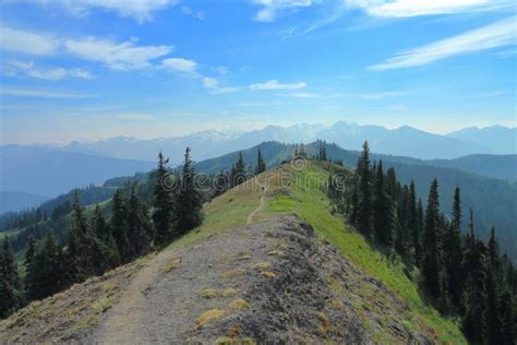 Hiking Trail Through Misty Alpine Meadows Near Hurricane Ridge Olympic