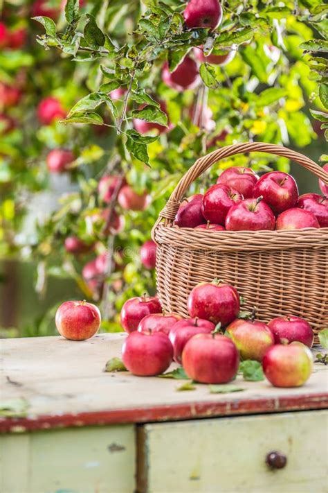 Fresh Ripe Red Apples In Wooden Basket On Garden Table Stock Photo