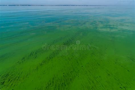 Water Pollution By Blooming Blue Green Algae Cyanobacteria Is World