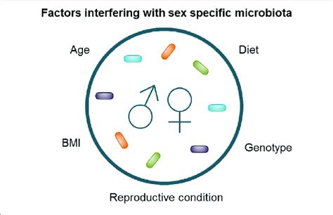 Factors Interfering With Sex Specific Microbiota Composition Download Scientific Diagram