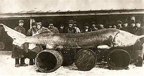 Beluga Sturgeon Biggest Freshwater Fish In The World