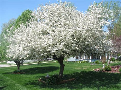 White Flowering Crabapple Tree Varieties
