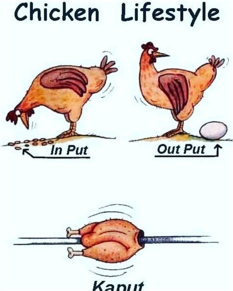 Pin By Srii Phani On Pins By You In 2023 Funny Chicken Pictures Chicken Humor Chicken Jokes