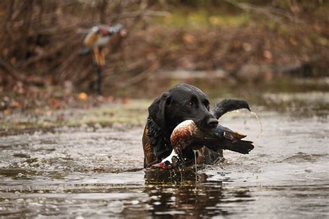 What Are Good Duck Hunting Dogs