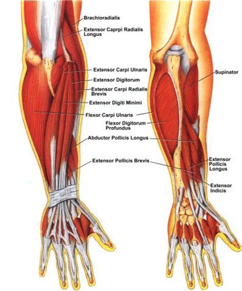 They are shown in the illustration below. Is This Forearm Tendonitis? - Beginners - Forums - T Nation