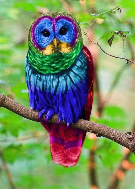 Rainbow Owl Wild Animals Pictures Owl Animals Beautiful