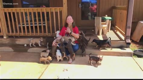 Noah's ark rescue project and sanctuary (also known. Almost 200 chihuahuas up for adoption at Noah's Ark animal ...