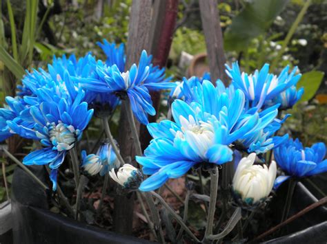 Blue Mums Blue Mums Plants Flowers