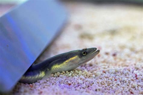 The White Gold Complex World Of The Japanese Eel Daily Sabah