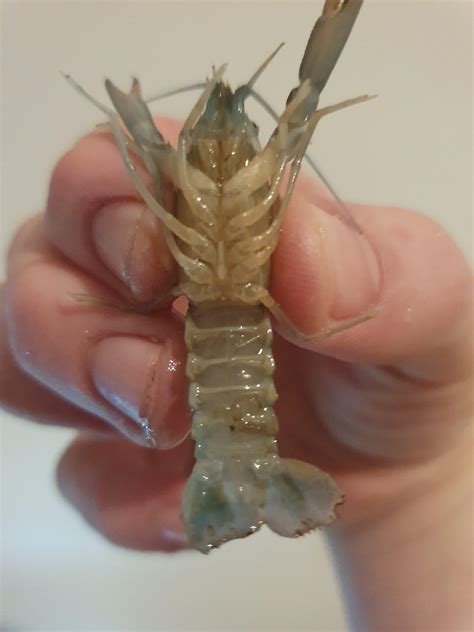 Male Or Female Crayfish