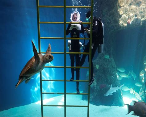 Experiences The Florida Aquarium