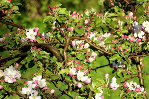 Kwitnące Drzewo Owocowe Jabłoń