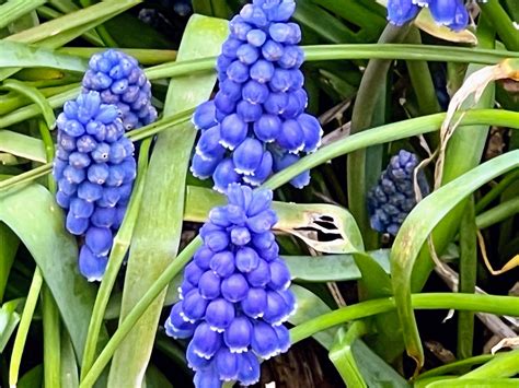 Fotd 31st March 2023 Grape Hyacinth Chronicles Of An Anglo Swiss