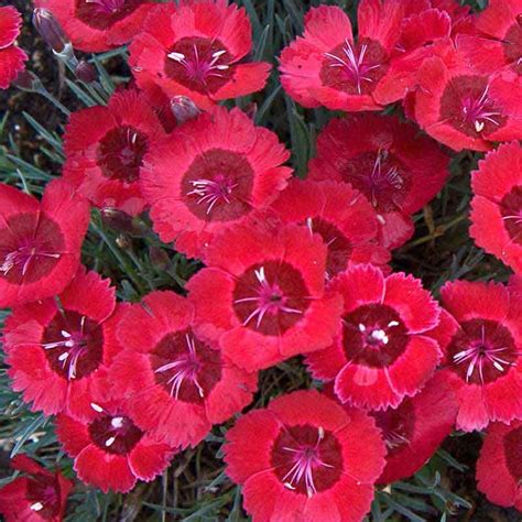 Excellent ground cover for dry shade. Dianthus Eastern Star|Fragrant evergreen groundcover